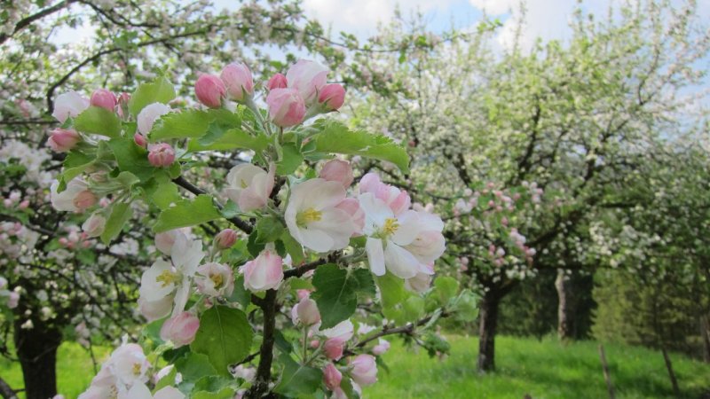 Frühling in Oberösterreich: Erleben Sie die Magie der Natur